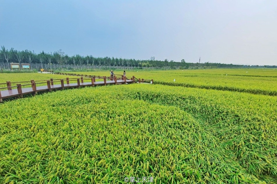 低调的王者完整版,低调的王者奥迪