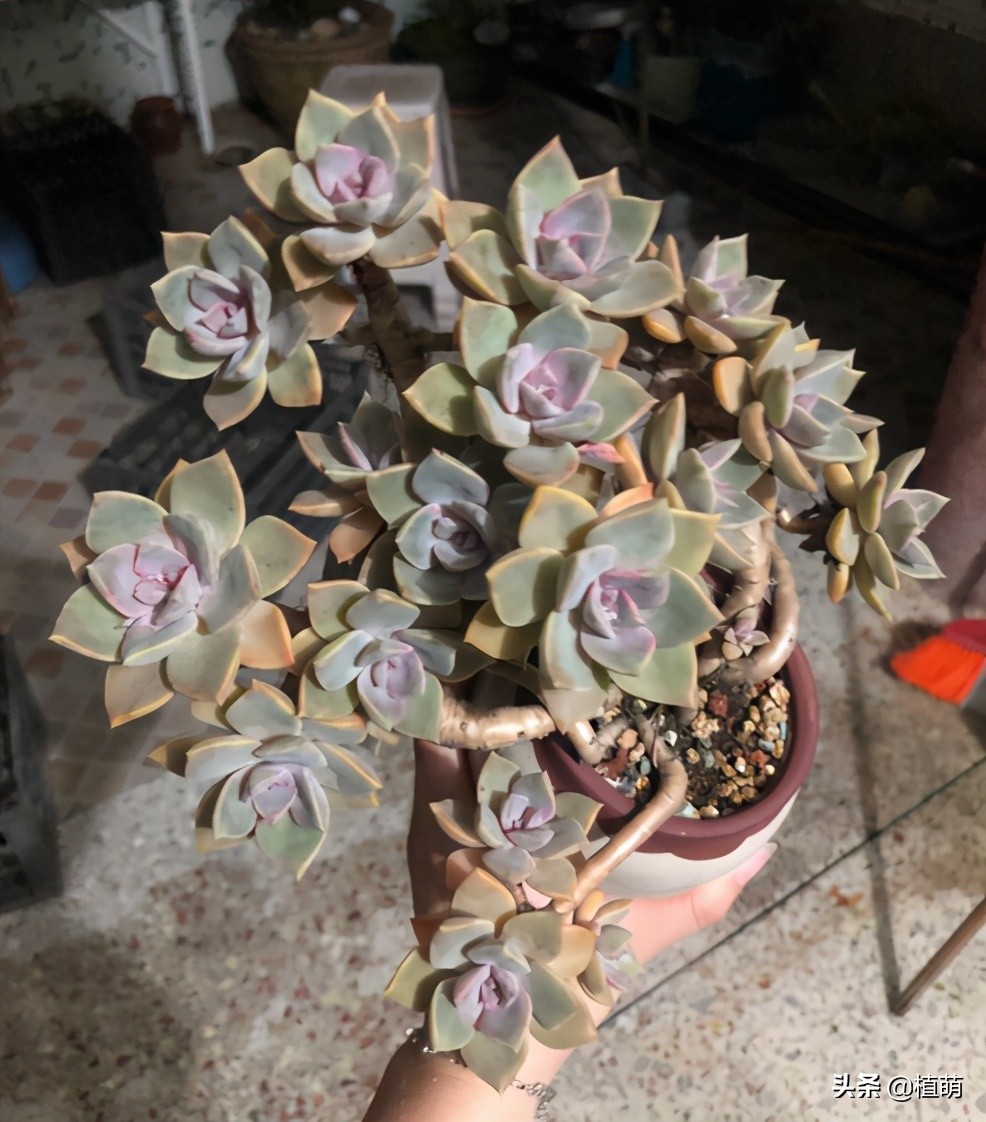 初恋老桩，曾经15元没人要，经过肉友造型后，一年后完美逆袭