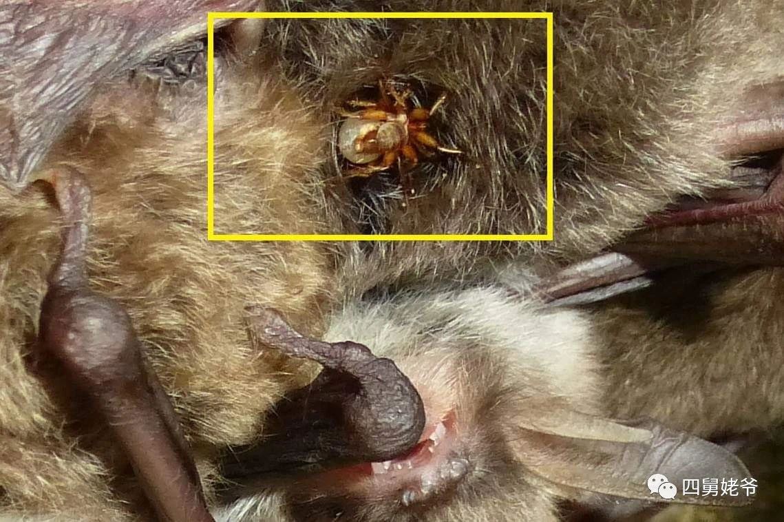 蛛蝇NycteribiaStylidiopsis