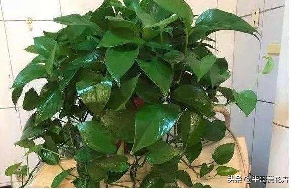 绿萝浇这三种水疯长,绿萝用淘米水浇花的正确方法