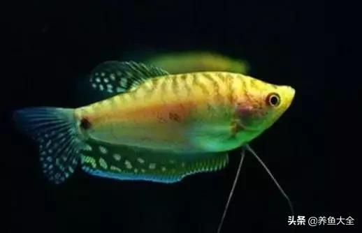 观赏鱼混养最佳方法,观赏鱼混养的最佳方法