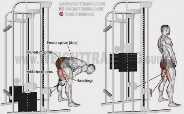 胸肩背臂腿腹训练动作,腰臀肌肉训练方法