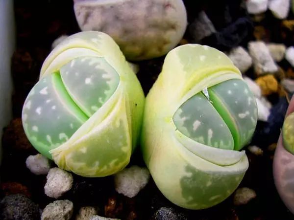 世界十大漂亮名贵花卉,植物研究世界名贵花卉