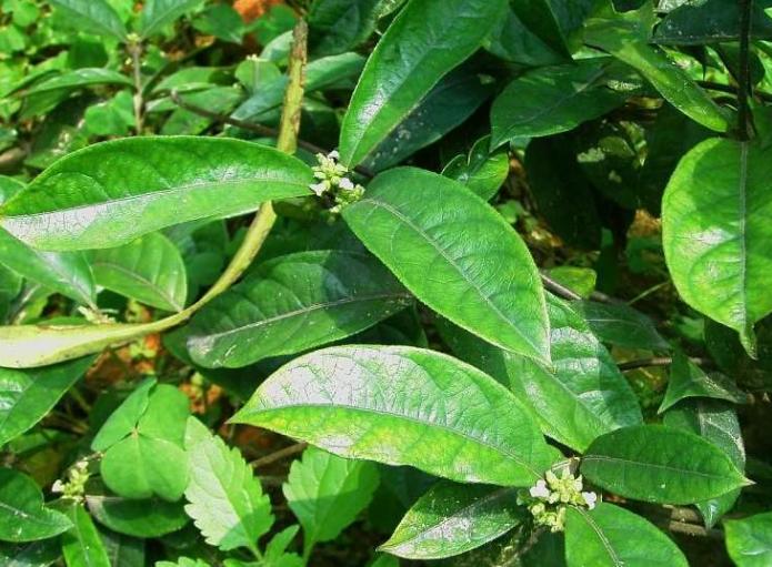 巴戟天和人工种植的区别,海南能够种植巴戟天吗