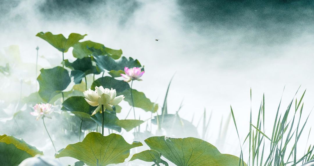 100种常见观叶植物图鉴史上最全,农村常见的100种植物