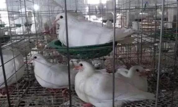 肉鸽养殖技术高效,肉鸽养殖技术全程指导