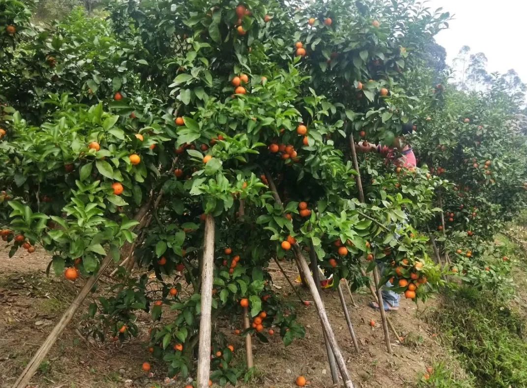 疫情防控不松劲项目建设不停步,防疫不放松复产不误