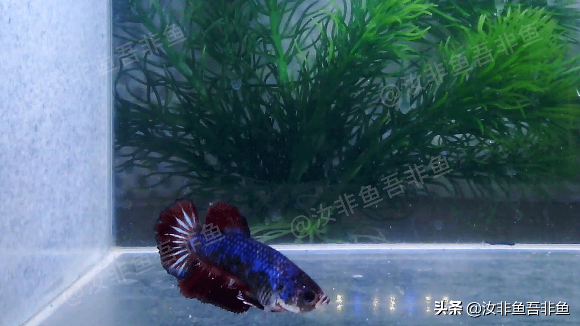 斗鱼白点病治疗过程图片,斗鱼白点病怎么治最好