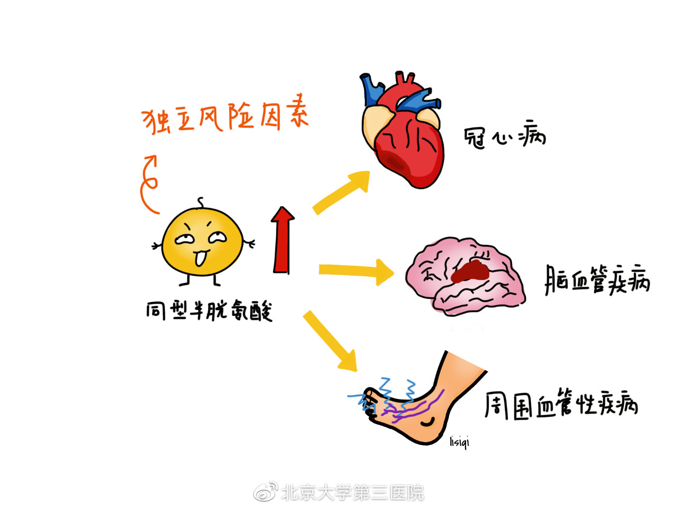 同型半胱氨酸与三高有什么关系 (有高血压同型半胱氨酸高)