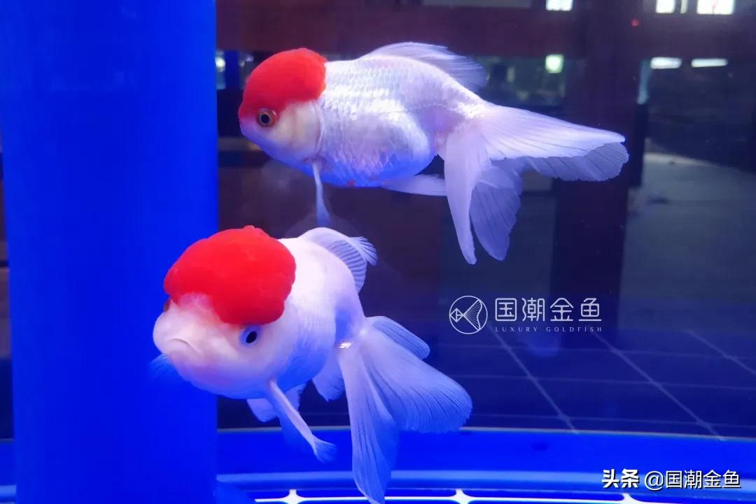 福州传统金鱼,福州国潮金鱼