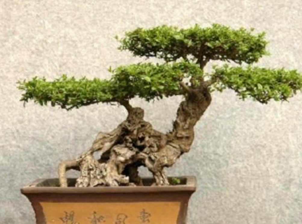 什么样的树耐寒常青可以做盆景,啥树适合做盆景的全过程