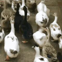 2020下半年警惕10大黑天鹅,2020-2021年黑天鹅