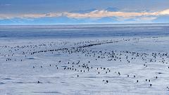 大过年的，被这些小萌萌给笑掉了头