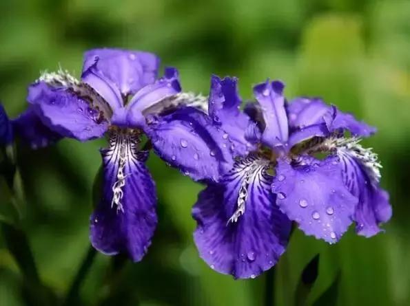 各类盆栽花语大全及寓意,各绿植寓意名字及花语大全