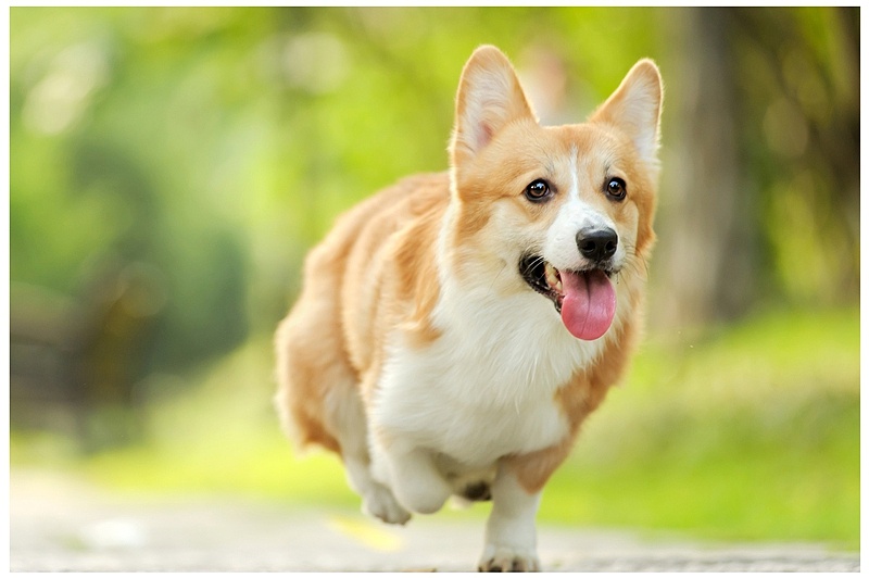 柯基破坏家里,柯基无敌破坏王