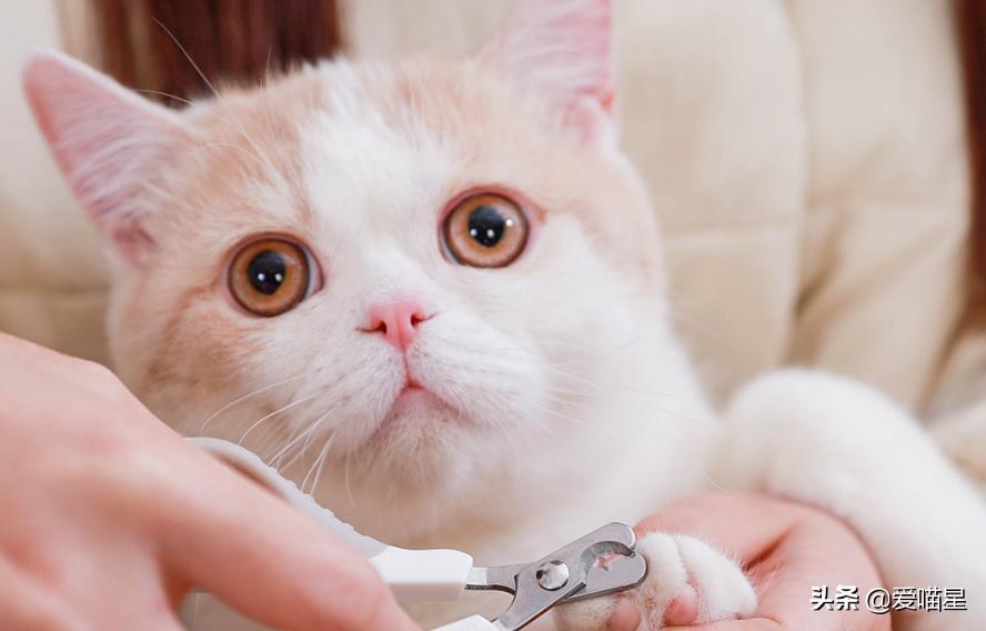 猫咪日常清洁护理，这七件事你做了吗？