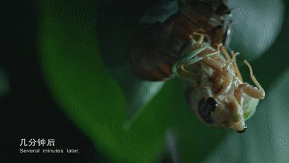 哪种蟑螂有药用价值,蟑螂药用价值是什么