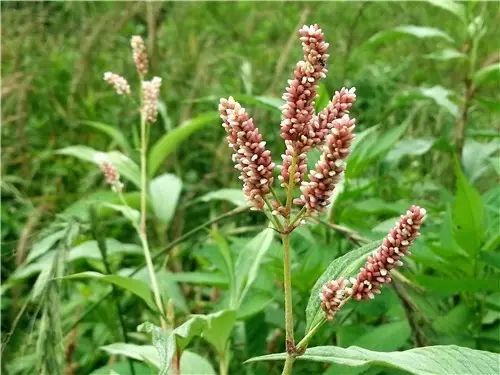 那些常见却叫不上名字的野花野草,常见的野花野草却是农家之宝