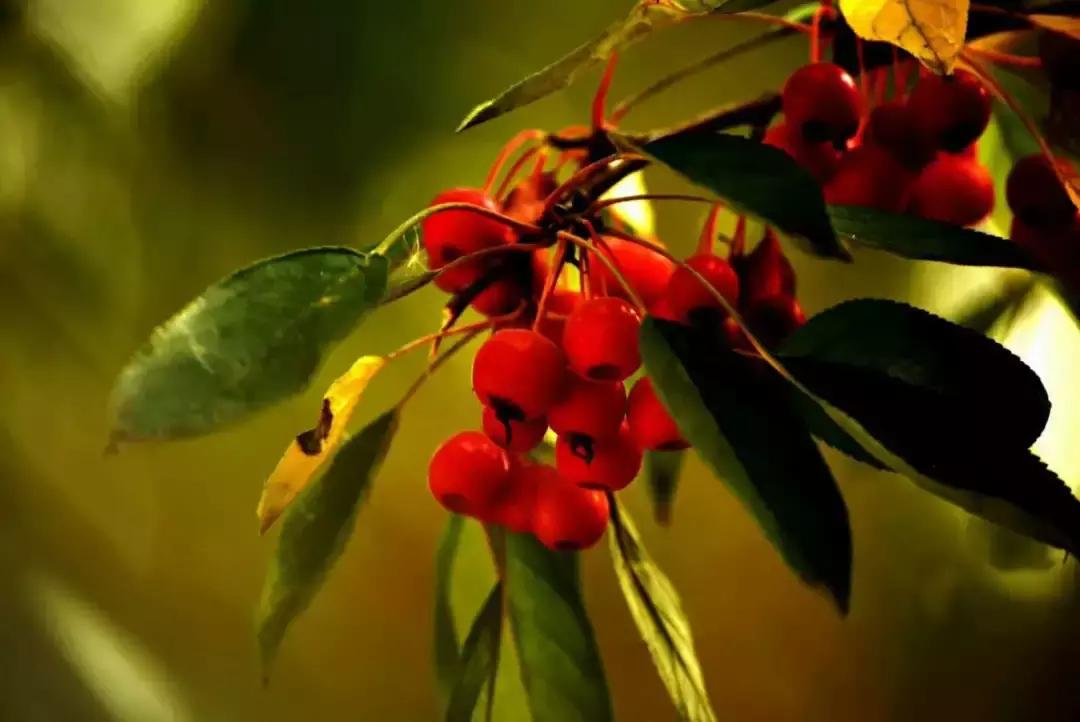 东营微文化张乐民,东营微文化