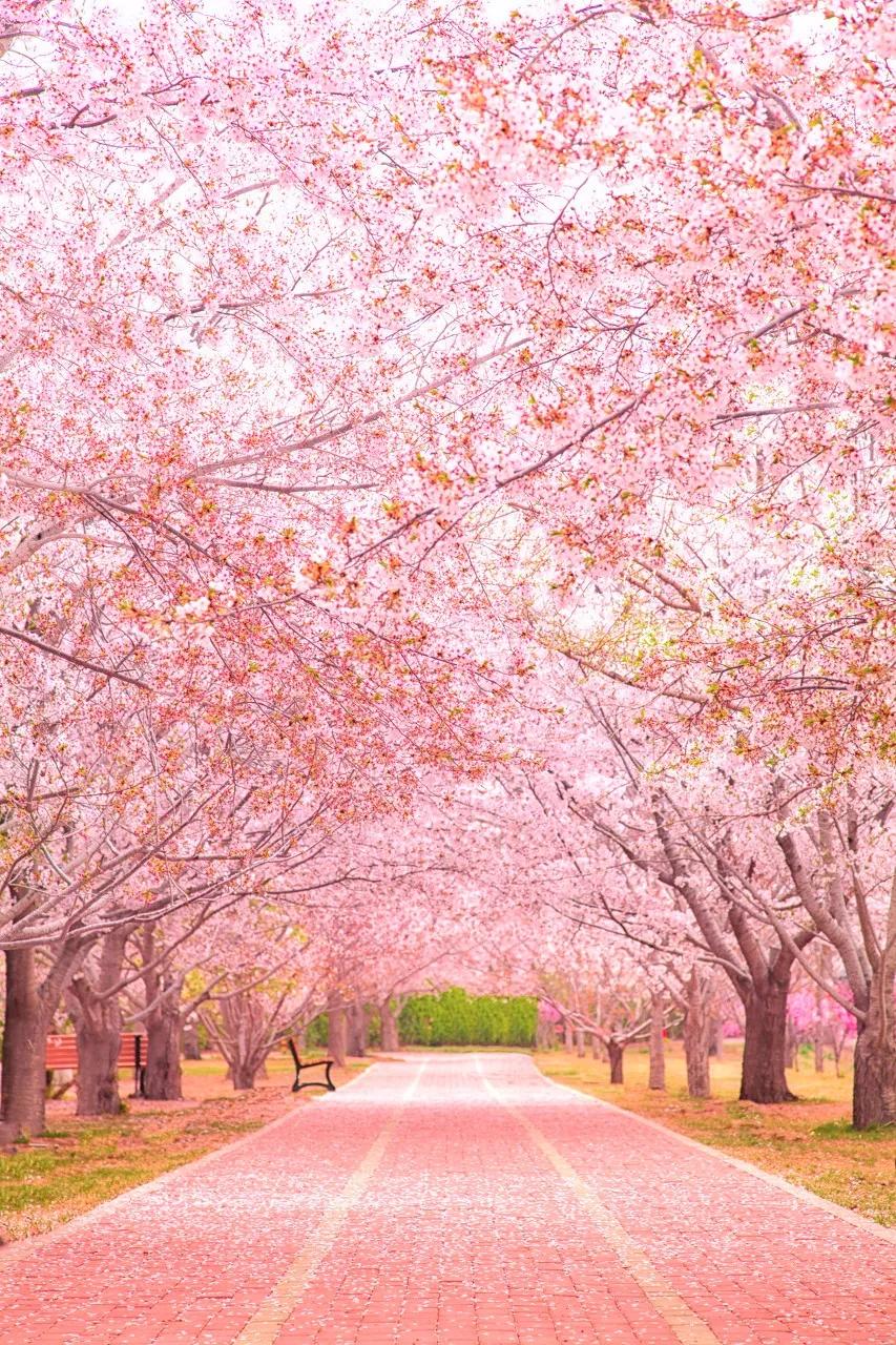 旅游三亚和厦门哪个更值得去,三亚和厦门哪个更值得去三亚旅游