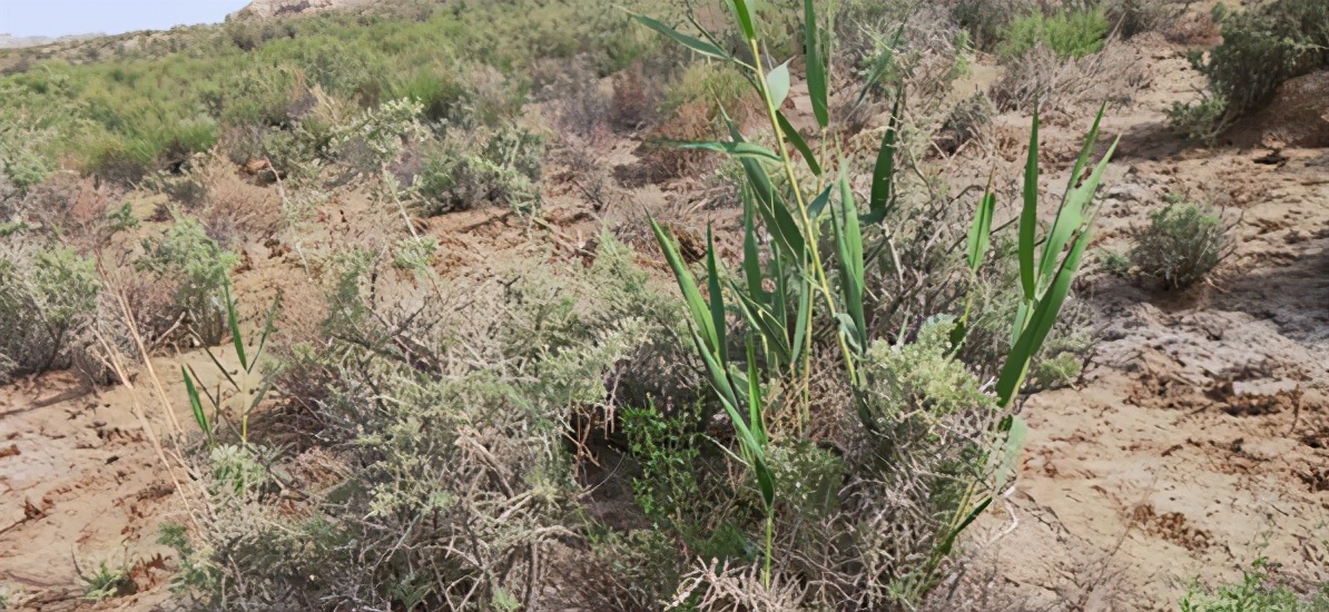 徒步西藏敦煌攻略,徒步走敦煌莫高窟