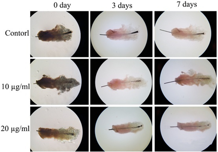 猫咪毛发干枯没光泽掉毛严重,猫咪也有头皮屑吗