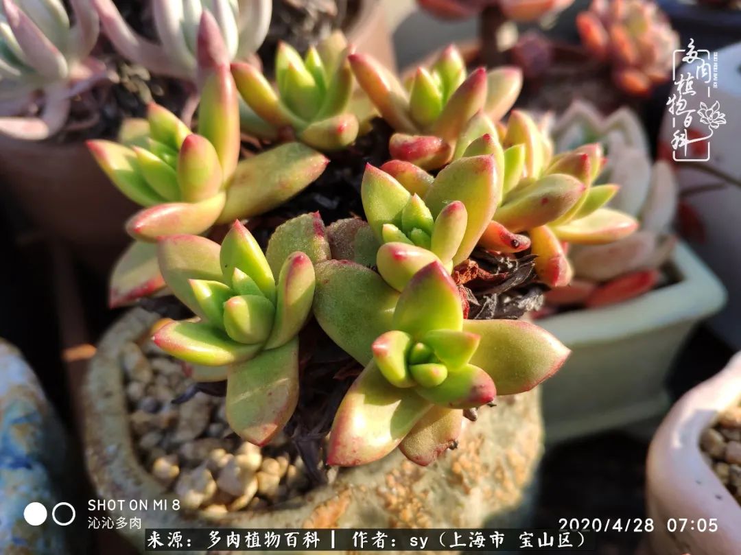 包邮区能养出状态的多肉,包邮区多肉养不死的品种