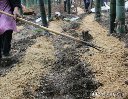 大田种大球盖菇如何冬季出菇,大球盖菇栽培技术分析图