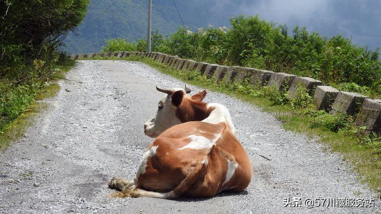 乐西抗战公路自驾,乐西抗战公路原视频