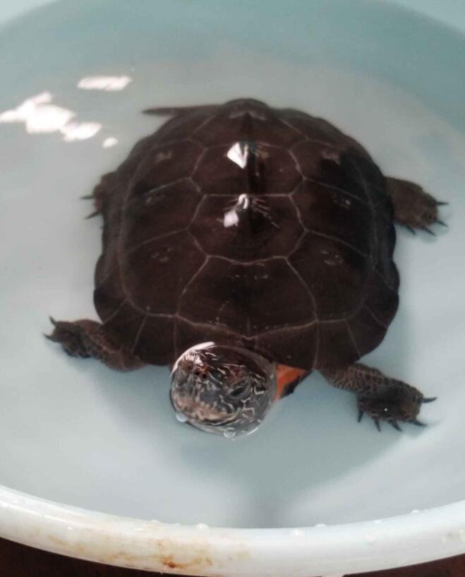 黑颈龟现在什么价格,黑颈龟历年价格走势