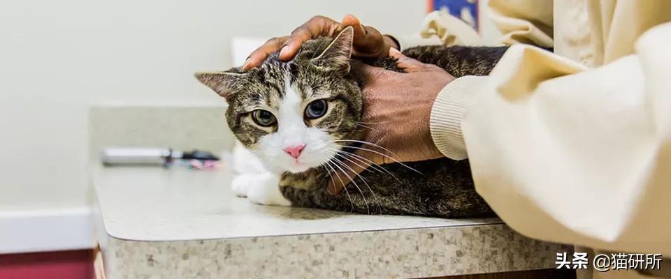 猫咪呼吸麻醉前需要诱导麻醉吗,猫镇静用什么