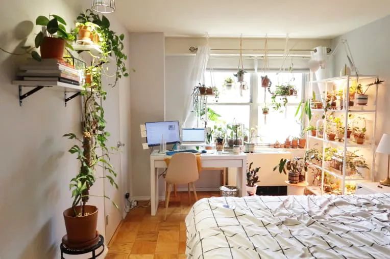 100㎡的家养了99株植物，我醉氧了…