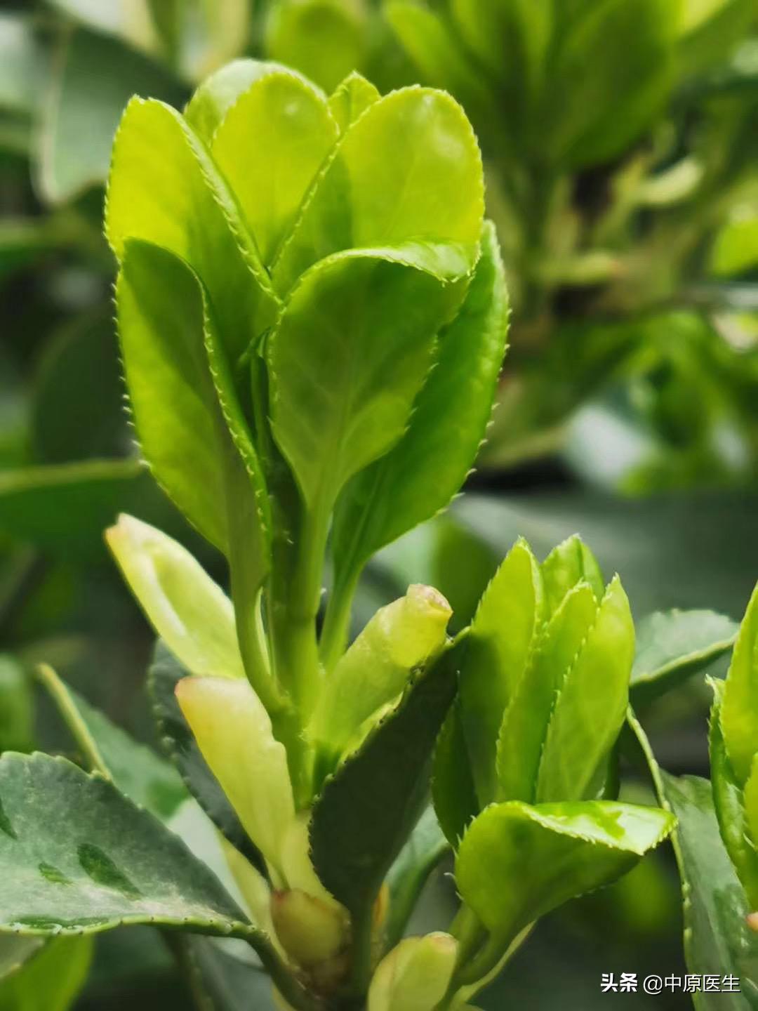 医生防护服湿透,医护人员穿防护服晕倒全过程