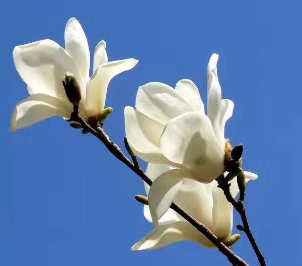 南召石为璧图片,石为璧讲南召视频