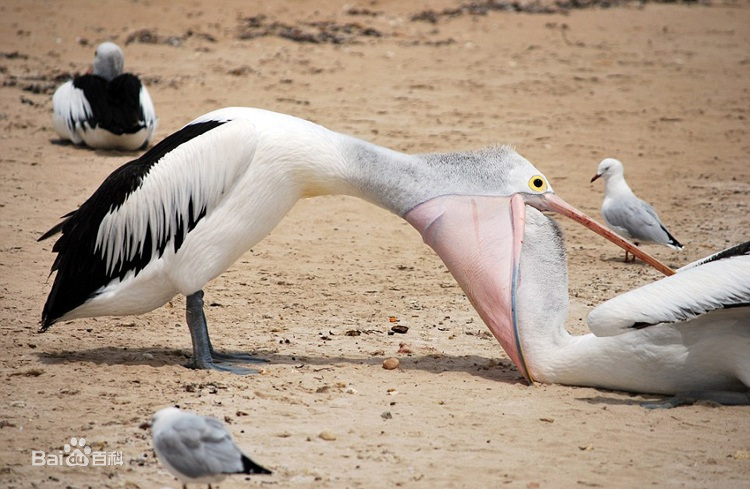 鹈鹕的网红之路：万物皆可吞,万物皆可吞的鹈鹕