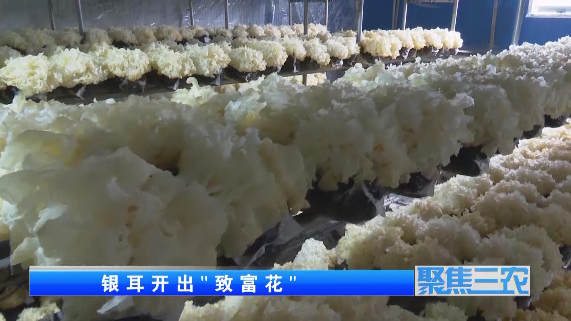 聚焦三农种植蔬菜致富,福建古田银耳栽培致富事例