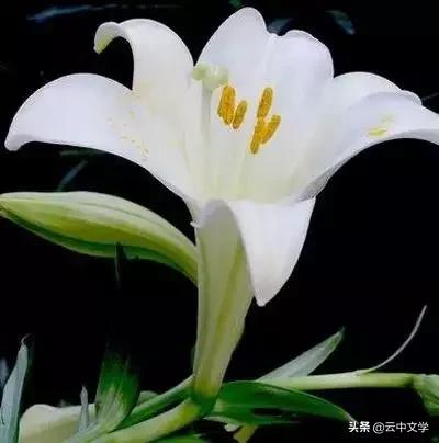 花语大全100种花图片,100种花的花语太全了