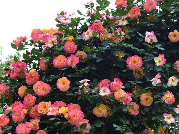 最适合做花墙的四季开花藤本月季,适合做花墙的藤本月季推荐