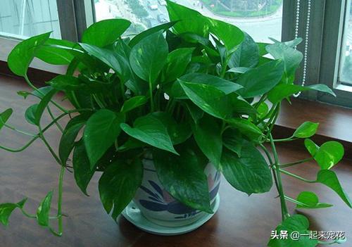 绿萝要怎么浇水才是绿油油的叶子,绿萝怎么养能叶子长得又大又肥