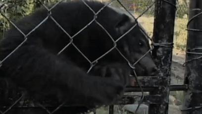 平头哥和毒蛇狭路相逢,平头哥与毒蛇对决