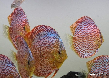 硝化菌在鱼缸中有什么在用,鱼缸专用硝化活菌有什么用