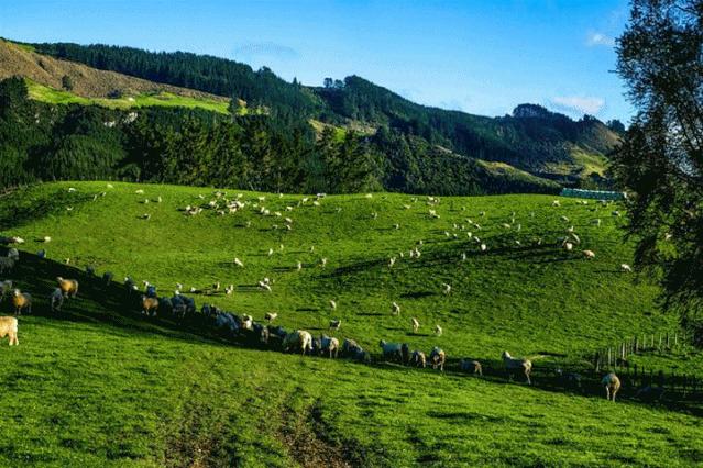 代购哭了！新西兰顶尖好货齐聚曲江展销5天，毛利战舞也来助阵！