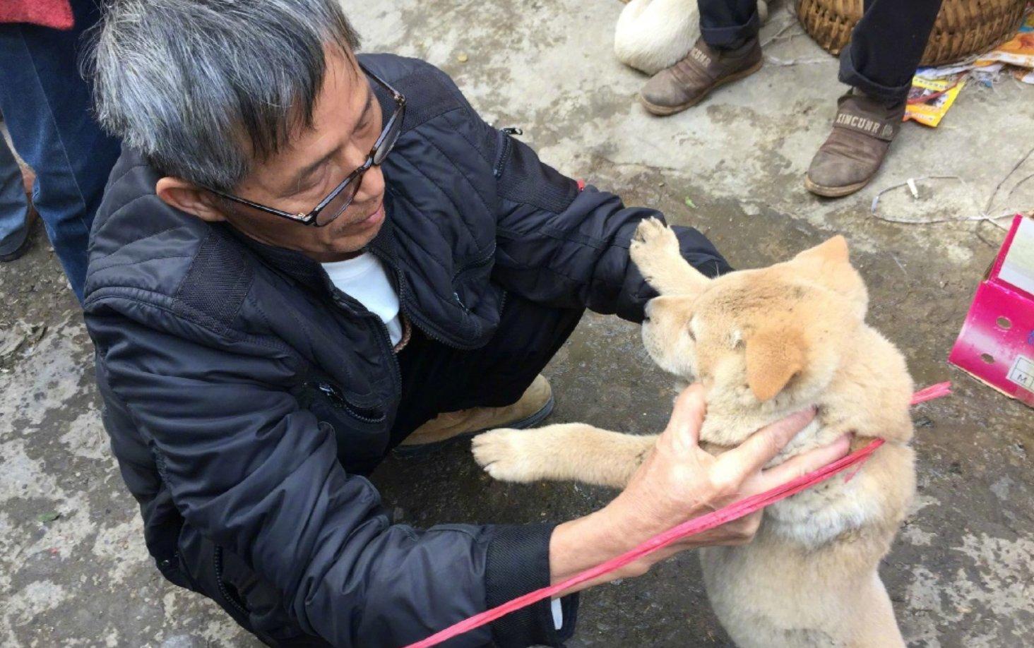 有这几种特征的狗尽量不要养,老祖宗的话狗不能喂得太饱
