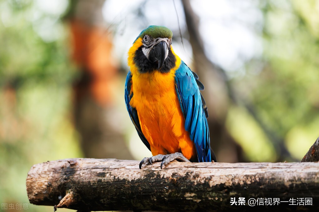 新手养什么宠物既便宜还好养,第一次养什么宠物比较好养又便宜