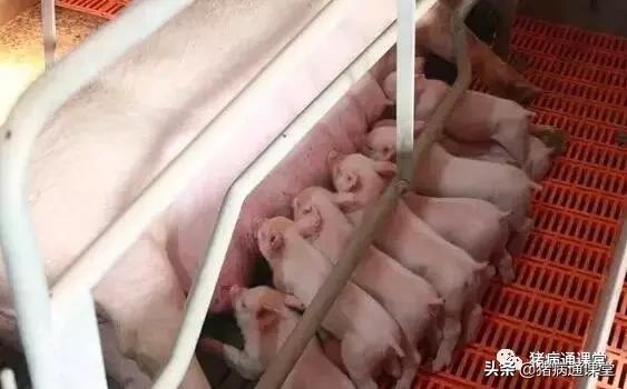 大孕龄母猪流产什么原因,母猪在35天左右流产是什么原因