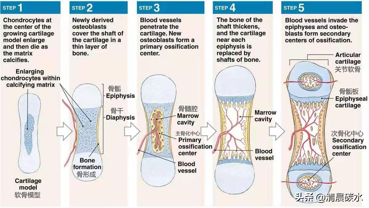真正能让青春期孩子长高的方法,适合青春期的小孩快速长高的方法