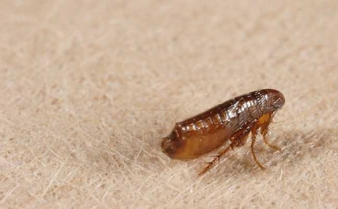 有什么虫没害但是能引发皮肤病,引起皮肤白斑的虫子