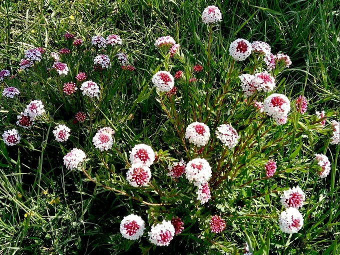 青海湖湟鱼洄游古诗词,青海湖湟鱼为什么洄游