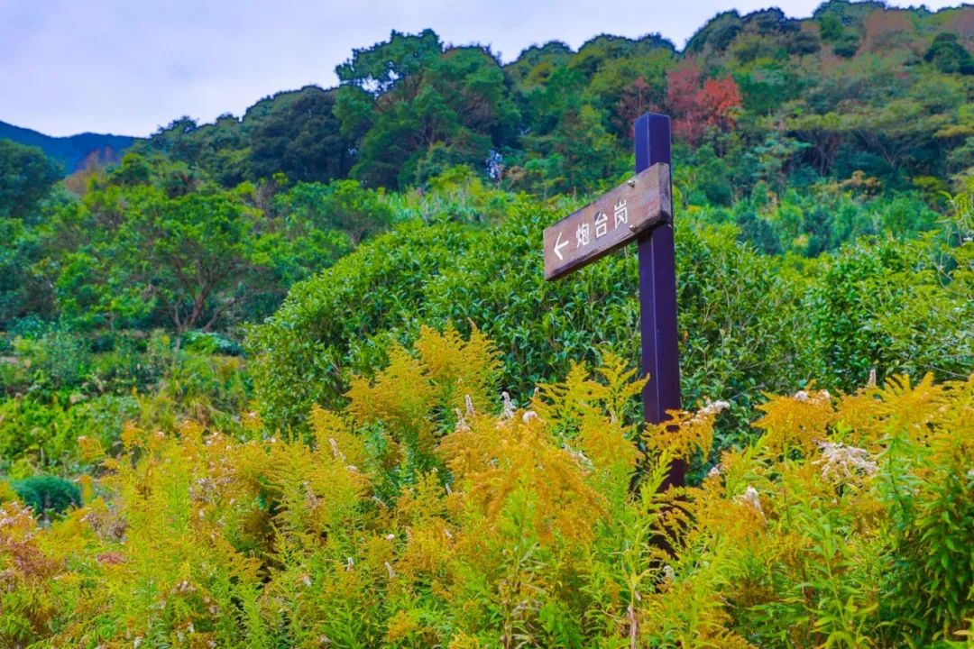 北仑凤凰山森林步道从哪里开始,北仑十大免费景区八大坑森林步道