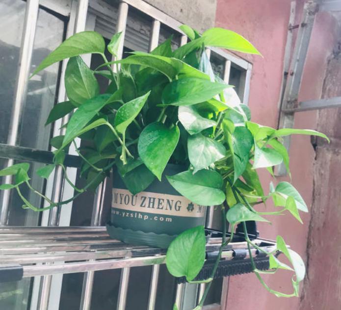 绿萝怎么养会疯长一个月爆盆,绿萝怎样养才能爆盆和爬满墙